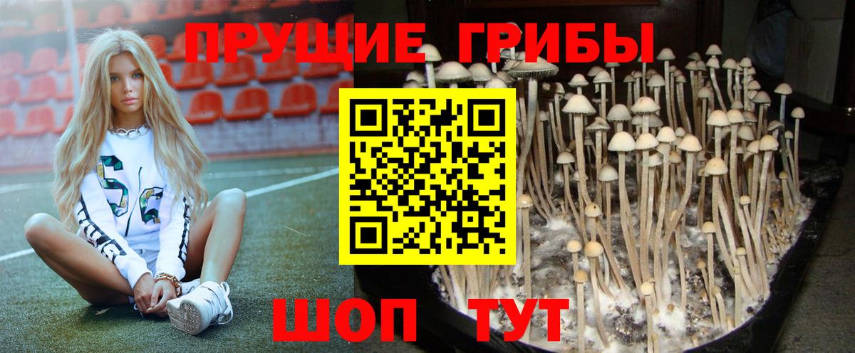 Псилоцибиновые грибы ЛСД  Камень-на-Оби 
